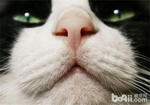 是否猫咪鼻子干就意味着患病？