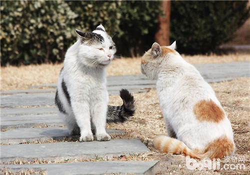生活在不同区域的猫会有交流妨碍吗？
