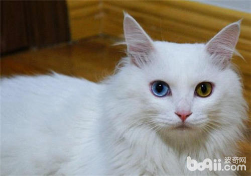 我国本乡的猫咪种类有哪些？