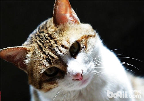 我国本乡的猫咪种类有哪些？