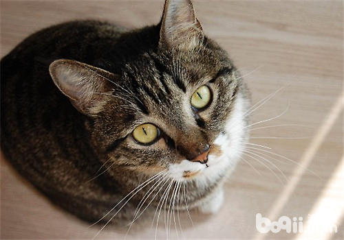 我国本乡的猫咪种类有哪些？