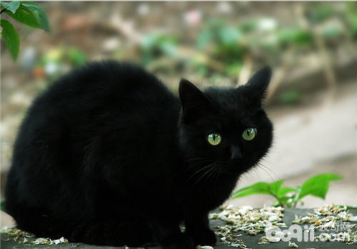 养黑猫不吉祥？