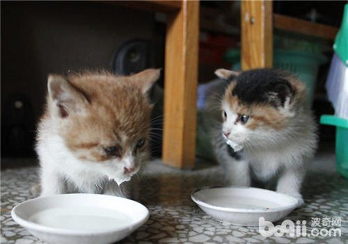 猫咪喝牛奶腹泻怎么办？