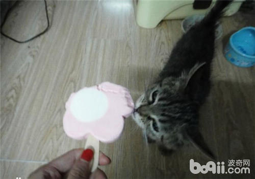 夏天猫咪吃冰激凌能够吗？