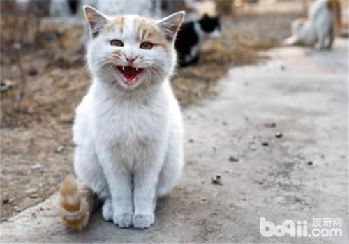 挨近漂泊猫要留意什么？