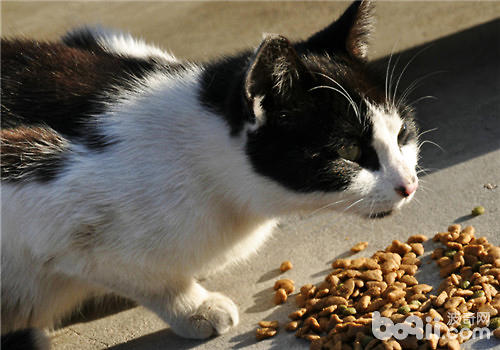 挨近漂泊猫要留意什么？