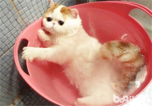 警觉免费送纯种猫的圈套