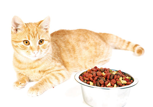 晚年猫吃什么猫粮比较好？