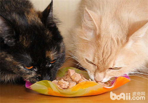 主人要当心猫咪暴饮暴食