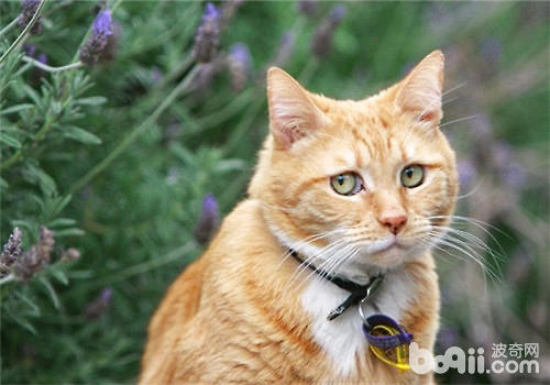 为什么猫咪那么厌烦橘子皮的滋味？