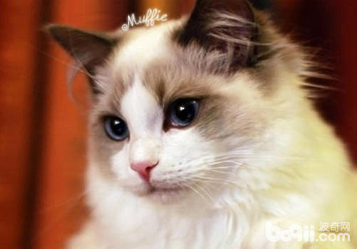 布偶猫有哪些种类，该怎样养布偶猫？