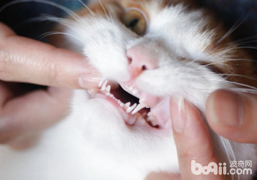 猫咪换牙的留意事项