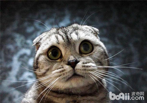 迎候新猫咪要做哪些预备？