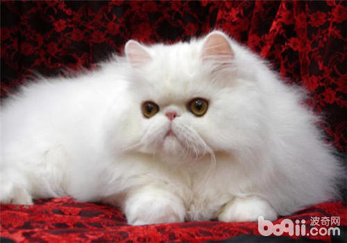 波斯猫CFA规范