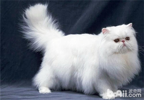 波斯猫CFA规范