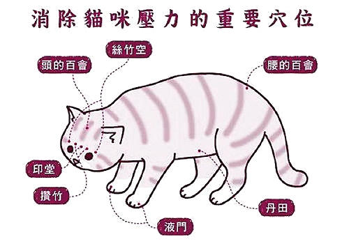 给猫咪按摩有什么优点