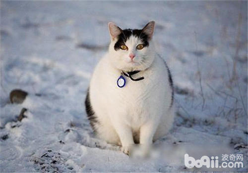宠物猫太胖了怎样办？
