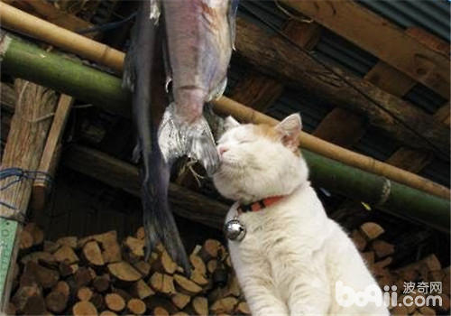 猫咪能够吃小鱼干吗？