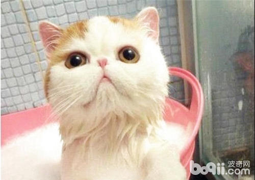 怎么让猫咪乖乖洗澡