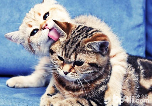 猫咪体现友爱的方法有哪些