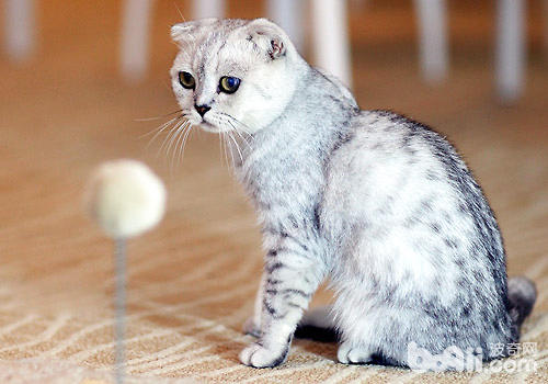 猫咪能够快递吗？安全吗？