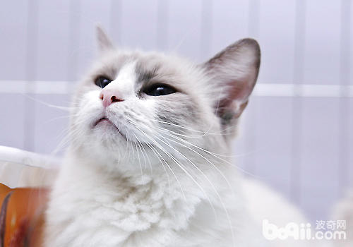 猫咪能够快递吗？安全吗？