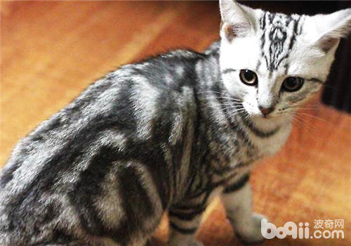 猫咪比狗狗更忠实吗？