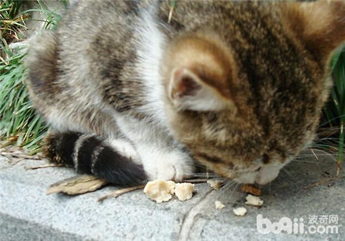 怎样让猫咪健康安全的吃鱼