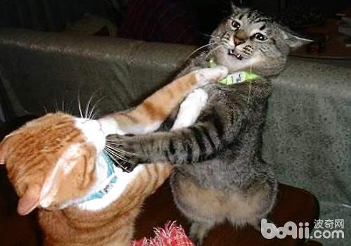 什么样的猫咪喜爱打架