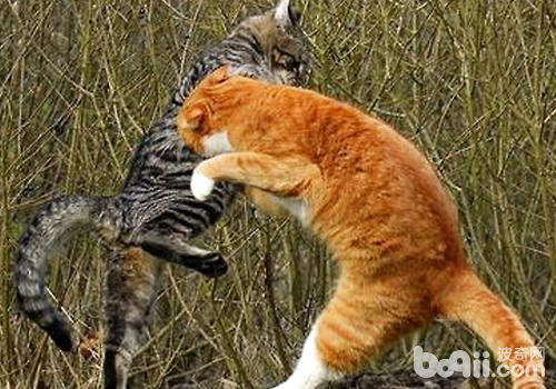 什么样的猫咪喜爱打架