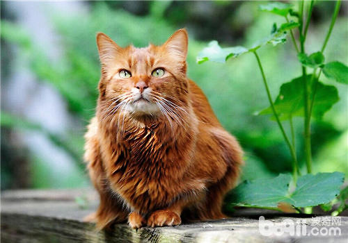 节后去寄养中心接猫咪需求预备什么