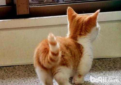 猫咪的尾巴能阐明许多问题
