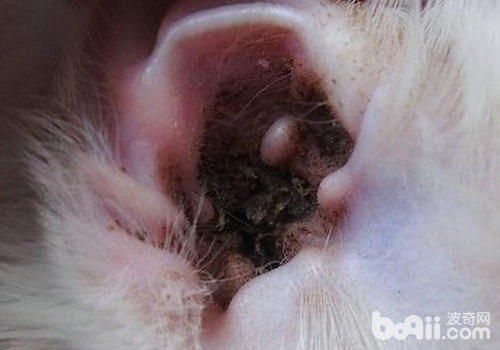 猫咪耳部疾病的防备