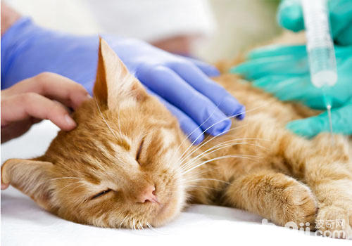 几种需求带猫咪去医院的急症（一）