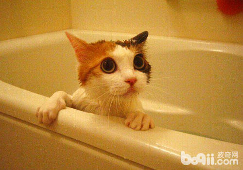 怎么让猫咪在洗澡时安静下来