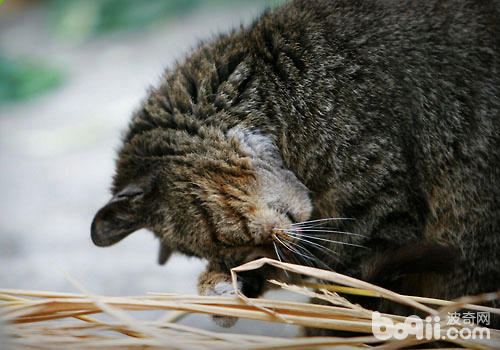 不要让你的猫咪四处捡食