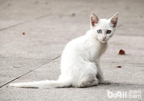 漂泊猫——鸟儿的头号杀手