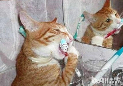 养猫误区之口腔清洁