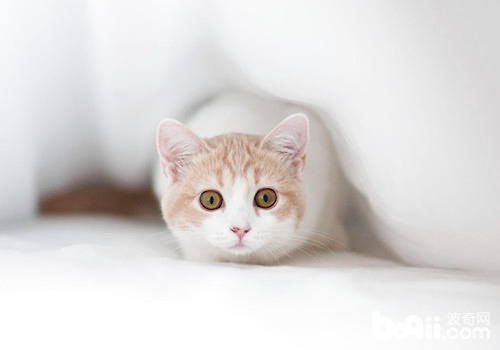 养殖猫咪五个方面不行疏忽