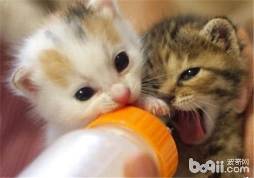 哺乳期的猫咪需求留意什么？
