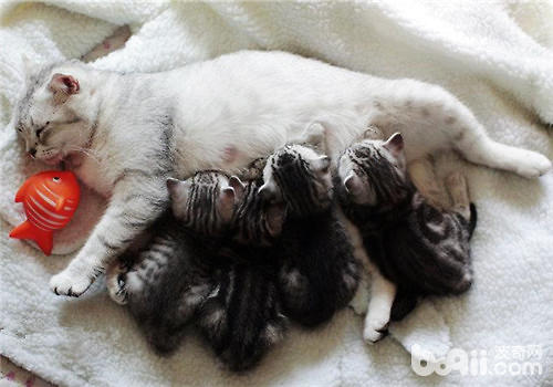 哺乳期的猫咪需求留意什么？