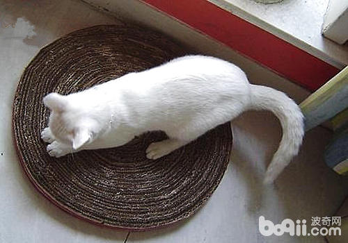 【DIY】用瓦楞纸箱板制造猫抓板