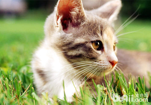 猫咪焦虑的体现有哪些？什么原因导致猫咪焦虑？