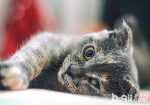 怎么纠正猫咪欠好好吃饭的坏习气