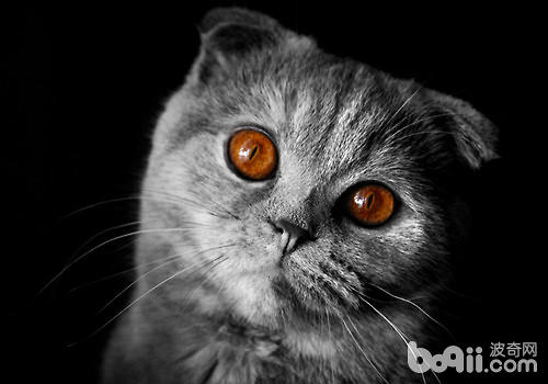 怎么纠正猫咪欠好好吃饭的坏习气
