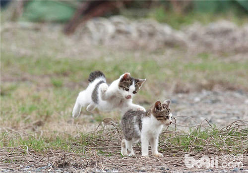 猫咪会用哪些办法承认领地？