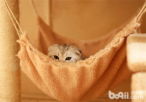 刚养的猫咪需求预备哪些生活用品？