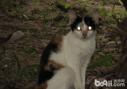 猫咪眼睛的微妙——为什么夜间猫咪眼睛会发光？