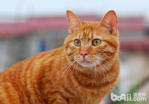 从猫估客那里买猫有哪些危险？