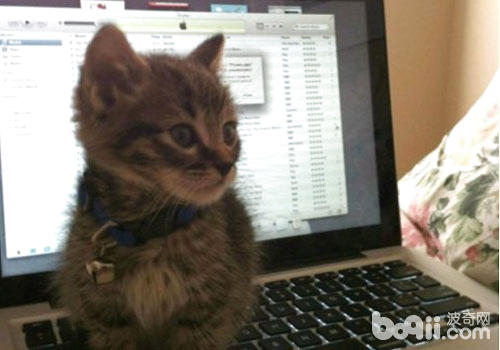 猫咪喜爱爬键盘怎样办？
